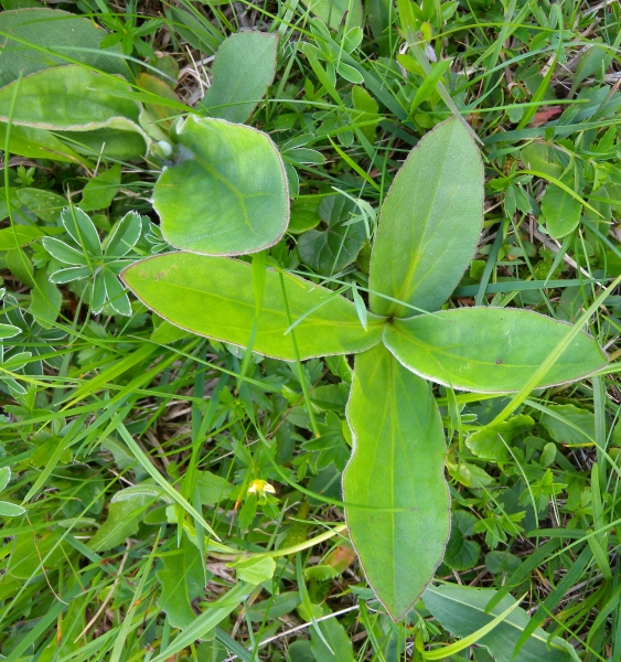 Pflanzenbild gross Arnika - Arnica montana