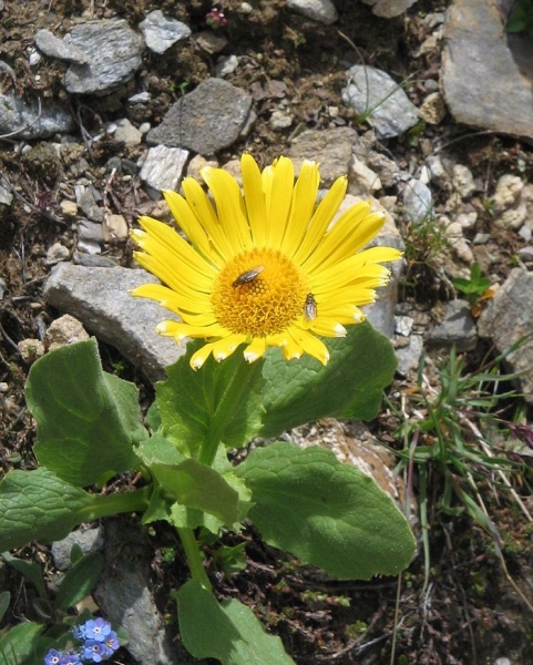 Pflanzenbild gross Grossköpfige Gämswurz - Doronicum grandiflorum