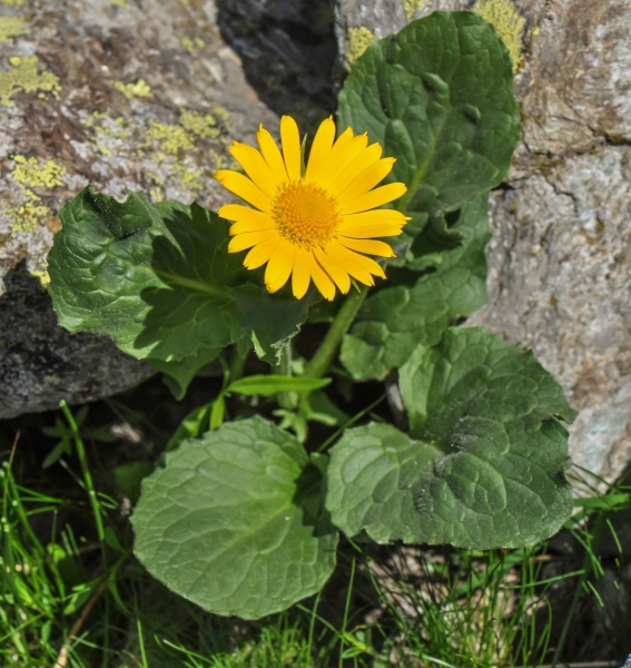 Pflanzenbild gross Grossköpfige Gämswurz - Doronicum grandiflorum
