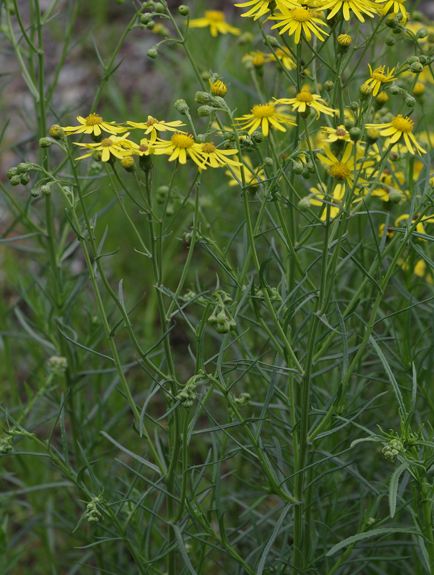Pflanzenbild gross Sumpf-Greiskraut - Senecio paludosus