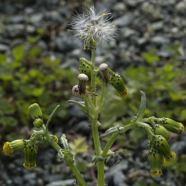 Pflanzenbild gross Gemeines Greiskraut - Senecio vulgaris