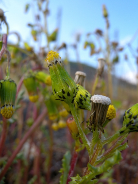 Pflanzenbild gross Gemeines Greiskraut - Senecio vulgaris