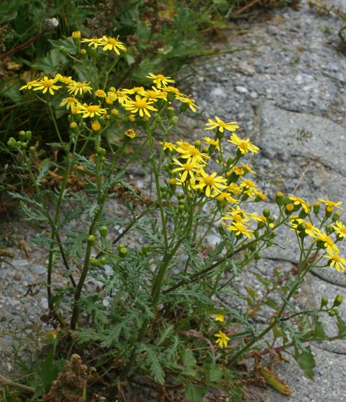 Pflanzenbild gross Felsen-Greiskraut - Senecio rupestris