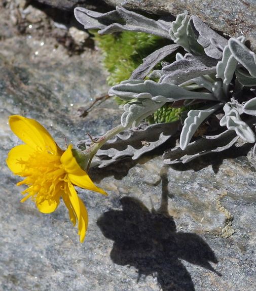 Pflanzenbild gross Hallers Greiskraut - Senecio halleri