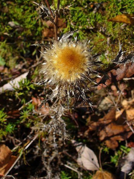 Pflanzenbild gross Gewöhnliche Golddistel - Carlina vulgaris