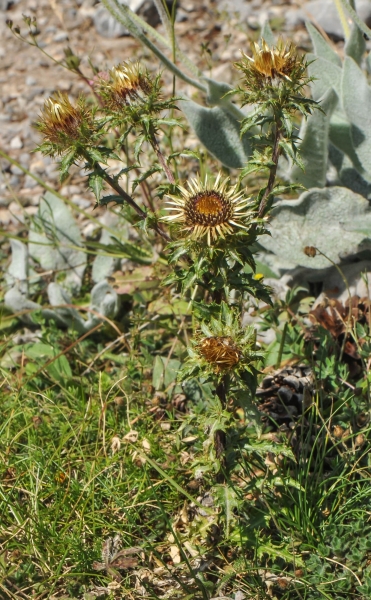 Pflanzenbild gross Gewöhnliche Golddistel - Carlina vulgaris