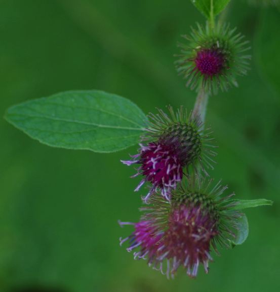 Pflanzenbild gross Gewöhnliche Kleine Klette - Arctium minus subsp. minus