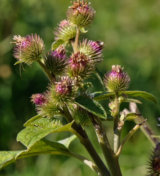 Pflanzenbild gross Gewöhnliche Kleine Klette - Arctium minus subsp. minus