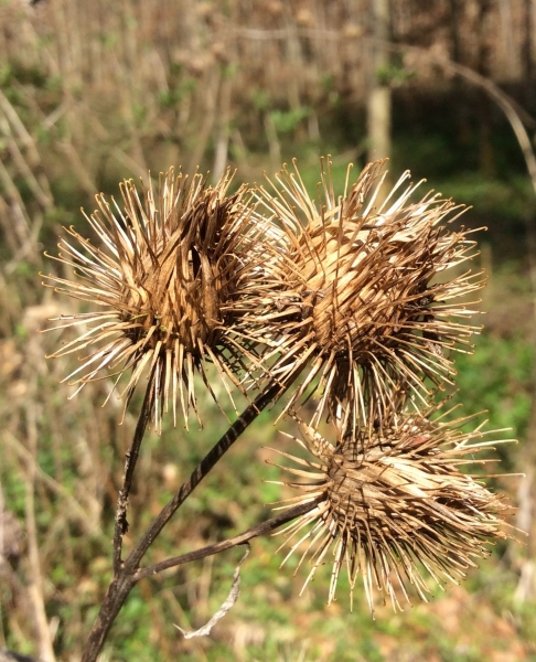 Pflanzenbild gross Grosse Klette - Arctium lappa