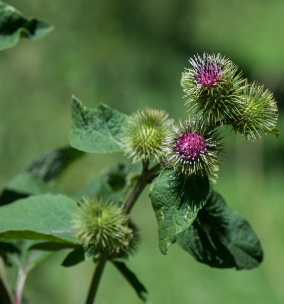 Pflanzenbild gross Grosse Klette - Arctium lappa