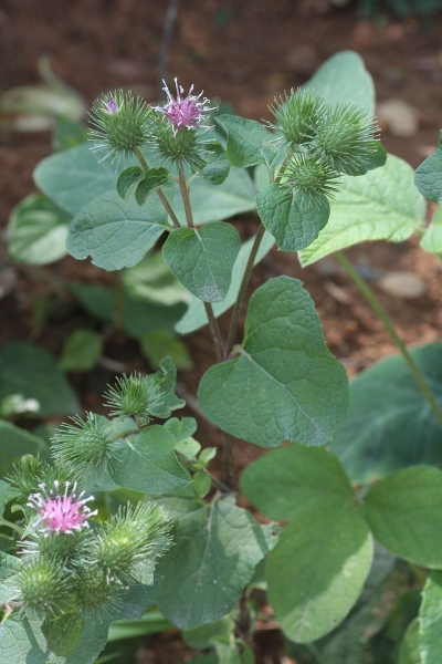Pflanzenbild gross Grosse Klette - Arctium lappa