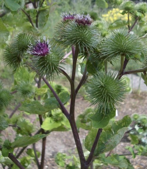 Pflanzenbild gross Grosse Klette - Arctium lappa