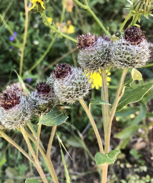 Pflanzenbild gross Filzige Klette - Arctium tomentosum
