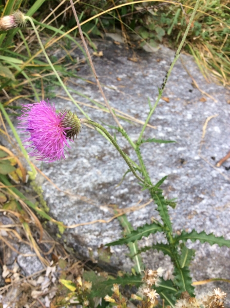 Pflanzenbild gross Berg-Distel - Carduus defloratus