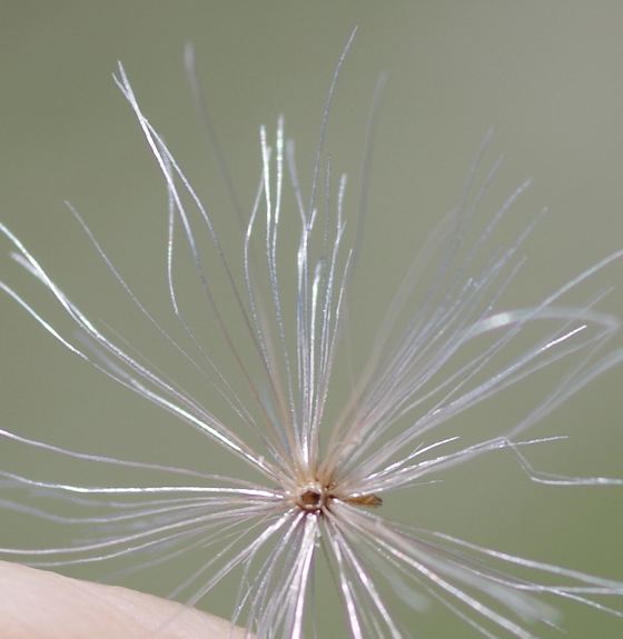 Pflanzenbild gross Berg-Distel - Carduus defloratus