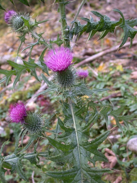 Pflanzenbild gross Gemeine Kratzdistel - Cirsium vulgare