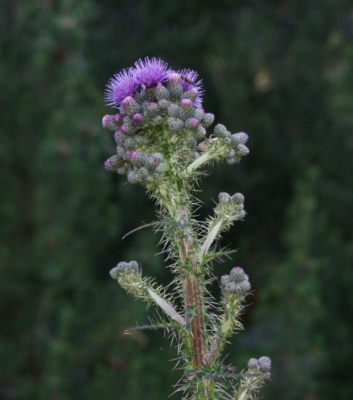 Pflanzenbild gross Sumpf-Kratzdistel - Cirsium palustre