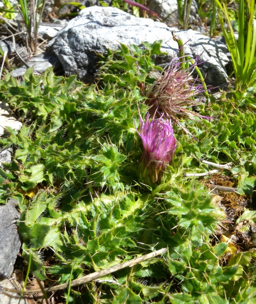 Pflanzenbild gross Stängellose Kratzdistel - Cirsium acaule