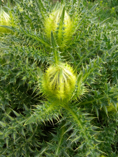 Pflanzenbild gross Alpen-Kratzdistel - Cirsium spinosissimum