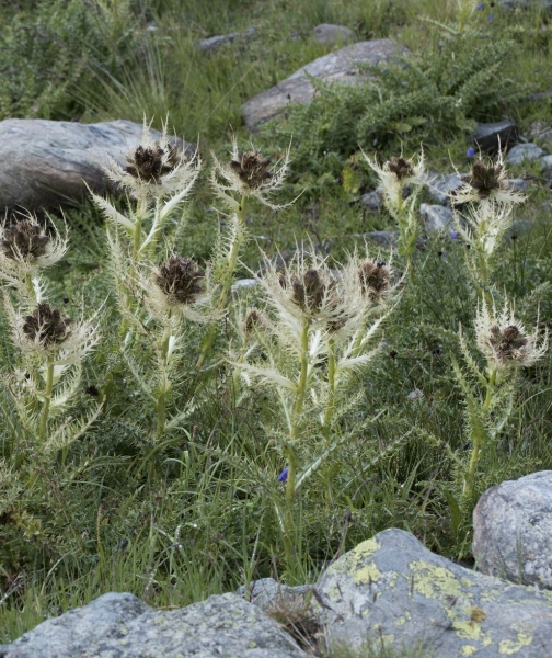 Pflanzenbild gross Alpen-Kratzdistel - Cirsium spinosissimum