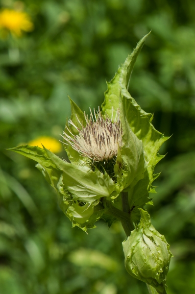Pflanzenbild gross Kohldistel - Cirsium oleraceum