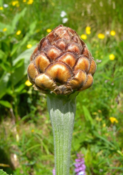 Pflanzenbild gross Alpen-Bergscharte - Stemmacantha rhapontica
