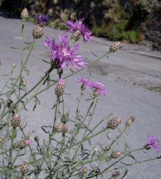 Pflanzenbild gross Walliser Flockenblume - Centaurea valesiaca