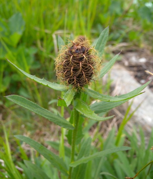 Pflanzenbild gross Federige Flockenblume - Centaurea nervosa