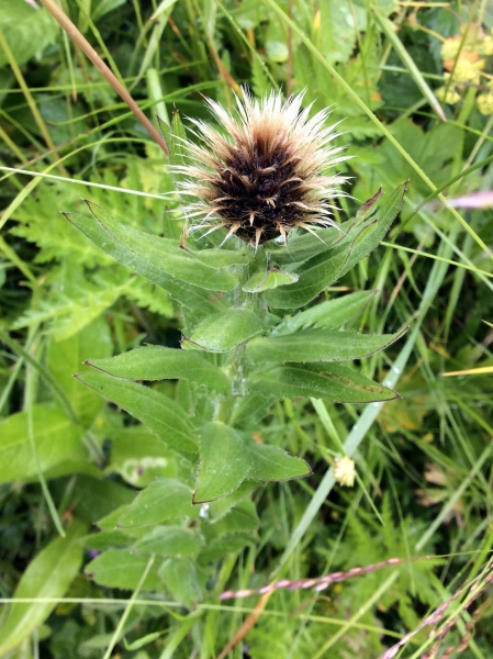 Pflanzenbild gross Federige Flockenblume - Centaurea nervosa