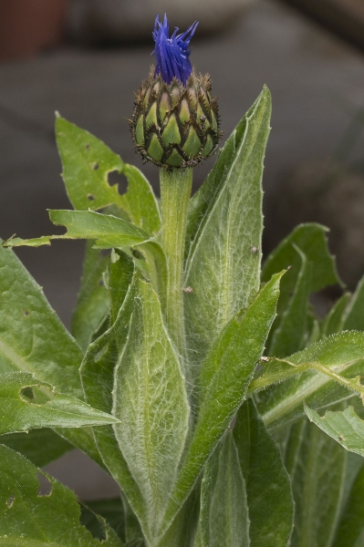 Pflanzenbild gross Berg-Flockenblume - Centaurea montana