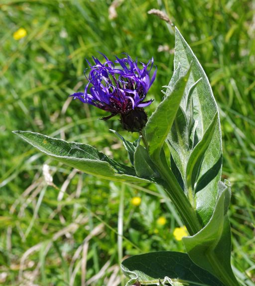 Pflanzenbild gross Berg-Flockenblume - Centaurea montana