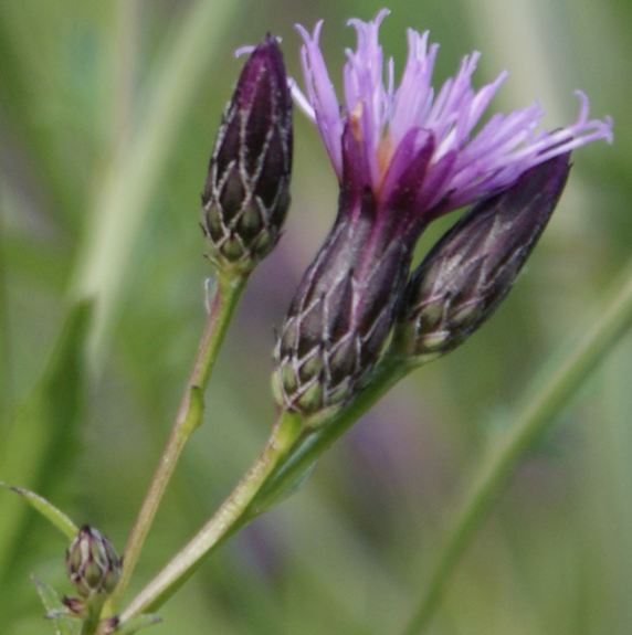 Pflanzenbild gross Gewöhnliche Färber-Scharte - Serratula tinctoria subsp. tinctoria