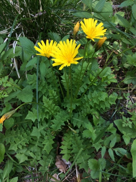 Pflanzenbild gross Hainlattich - Aposeris foetida