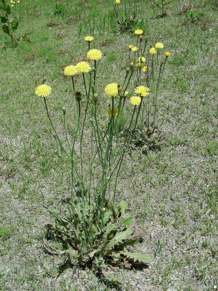 Pflanzenbild gross Wiesen-Ferkelkraut - Hypochaeris radicata