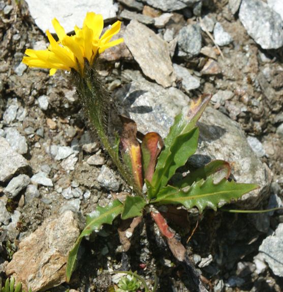 Pflanzenbild gross Berg-Milchkraut - Leontodon montanus