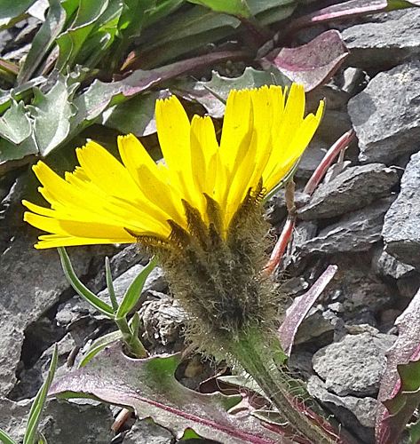 Pflanzenbild gross Berg-Milchkraut - Leontodon montanus