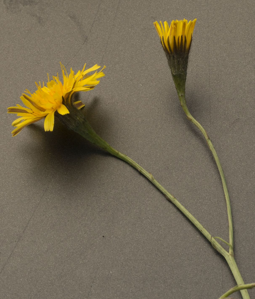 Pflanzenbild gross Herbst-Milchkraut - Leontodon autumnalis