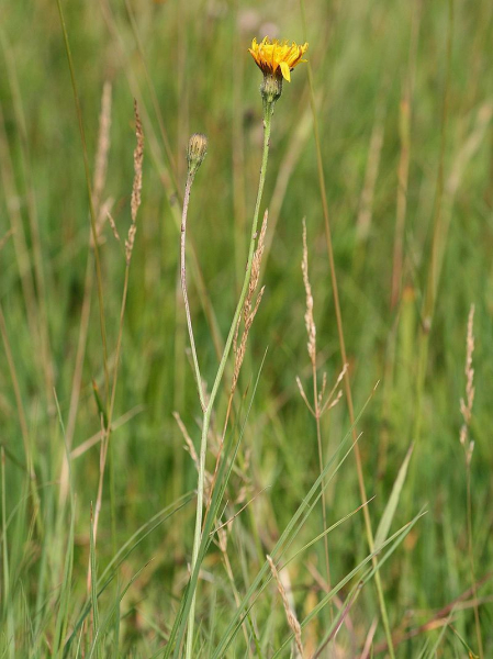 Pflanzenbild gross Herbst-Milchkraut - Leontodon autumnalis
