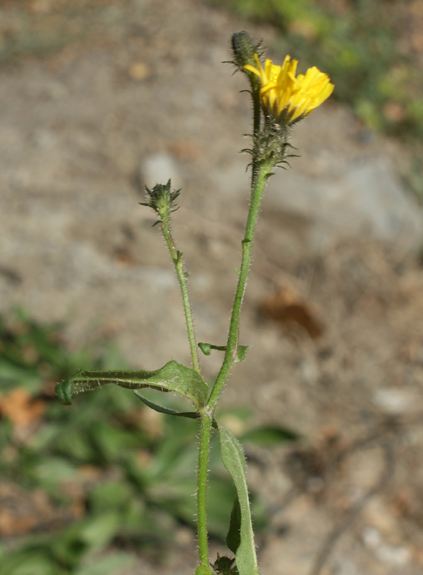 Pflanzenbild gross Gewöhnliches Bitterkraut - Picris hieracioides