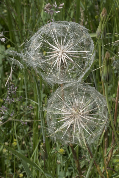 Pflanzenbild gross Wiesen-Bocksbart - Tragopogon pratensis