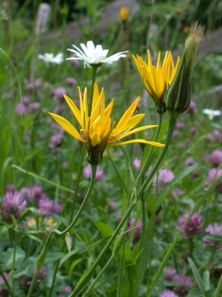 Pflanzenbild gross Wiesen-Bocksbart - Tragopogon pratensis