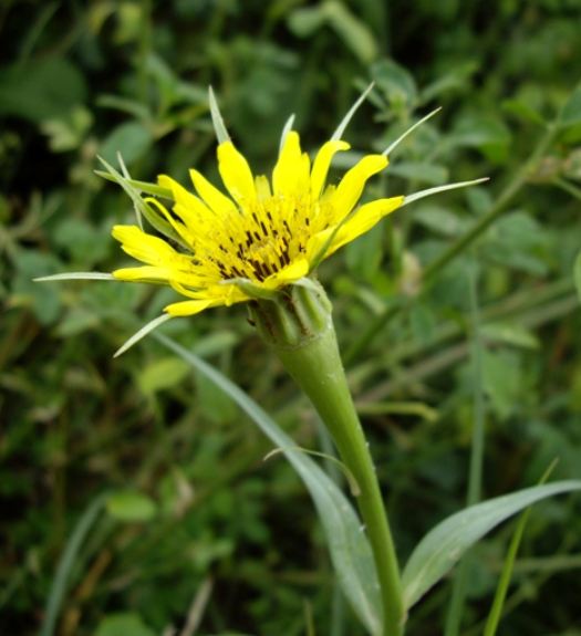 Pflanzenbild gross Grosser Bocksbart - Tragopogon dubius