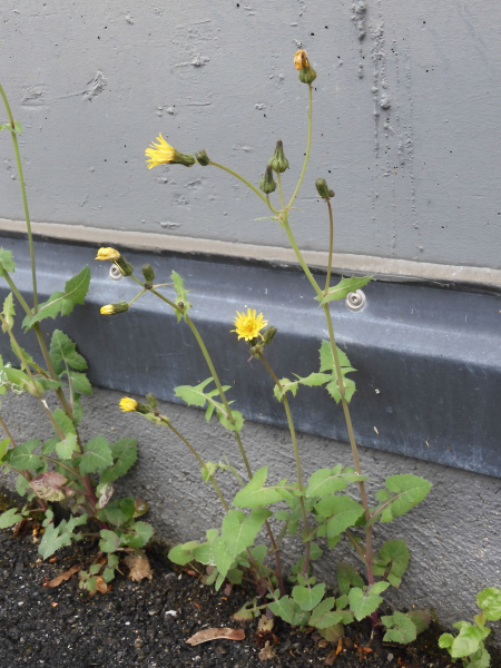 Pflanzenbild gross Kohl-Gänsedistel - Sonchus oleraceus