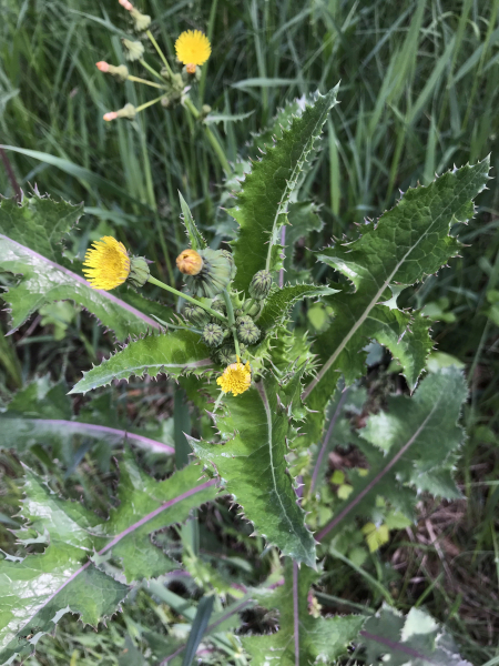 Pflanzenbild gross Raue Gänsedistel - Sonchus asper
