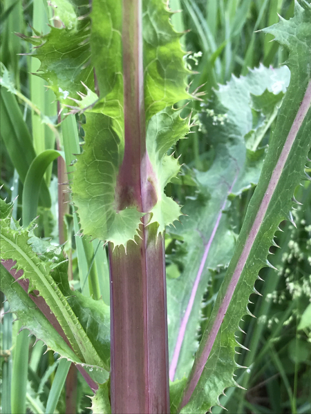 Pflanzenbild gross Raue Gänsedistel - Sonchus asper
