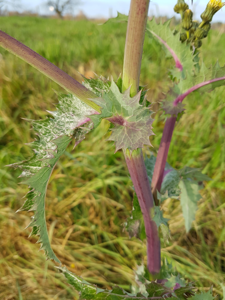 Pflanzenbild gross Raue Gänsedistel - Sonchus asper