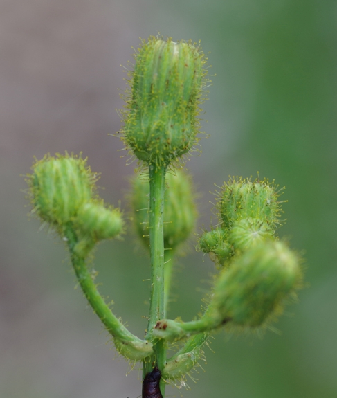 Pflanzenbild gross Gewöhnliche Acker-Gänsedistel - Sonchus arvensis subsp. arvensis