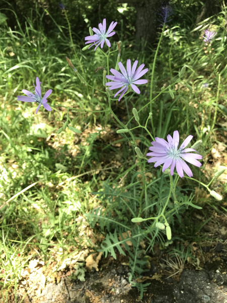 Pflanzenbild gross Blauer Lattich - Lactuca perennis