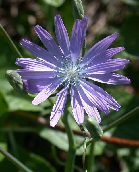Pflanzenbild gross Blauer Lattich - Lactuca perennis