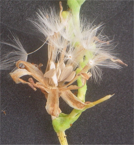 Pflanzenbild gross Kopfsalat - Lactuca sativa